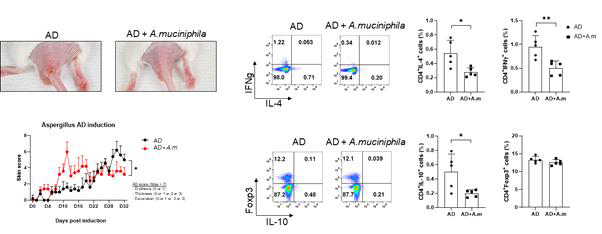파마바이오틱스 투여 아토피피부염 생체유도 반응 변화 관찰 (BALB/c 마우스 Aspergillus fumigatus extract)