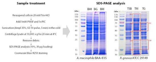 A. muciniphila 및 R. gnavus 균주의 SDS-PAGE 분석을 위한 샘플 전처리 방법 및 결과