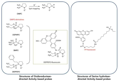 oxidoreductase 및 serine hydrolase를 타겟으로 한 활성기반 probe의 구조