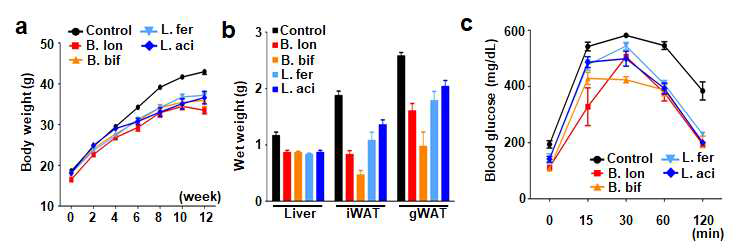 (a) 비만억제 균주를 투여한 후 나타나는 동물의 무게변화. 모든 동물은 지방으로부터 60% Kcal를 얻는 high fat diet를 급여하였으며, control 그룹에 비하여 균주를 투여한 그룹에서 체중 증가율이 매우 감소하는 것을 확인하였음 (b) liver, inquinal white adipose tissue (iWAT), gonadal white adipose tissue (gWAT)의 무게가 균주를 투여한 그룹에서 감소함을 확인함. (c) 체중감소와 더불어 내당성 검사를 수행하였을 경우, control 그룹에 비하여 균주를 투여한 그룹이 내당성 검사에서 혈당수치가 급격히 감소함을 확인하였음