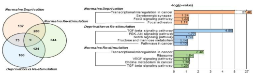 Nutrient deprivation 상황에서는 GLP-1 분비가 매우 감소하게 됨. 반면 nutrient를 재공급하는 Nutrient restimulation 상황에서는 GLP-1 분비가 다시 증가함. 이때 변화하는 신호체계에서 면역/염증반응에 관련된 TGF-β 신호체계에 변화가 있음을 확인함