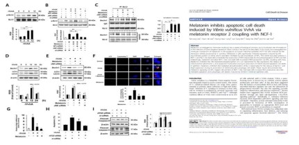 멜라토닌에 의한 Bcl-2 인산화와 세포자멸사 조절 효과