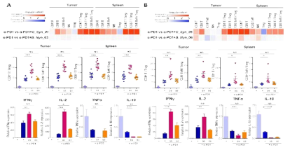 암 억제 균주와 anti-PD1의 항암 면역 시너지 효과 확인