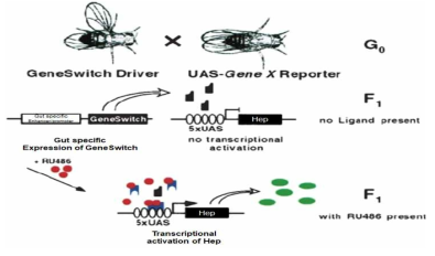 GeneSwitch Gal4 (GSG4073)–UAS system