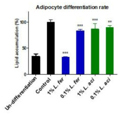 기확보된 비만억제 균주 extract를 사용한 결과 in vitro adipocyte differentiation을 억제하는 효과가 있음을 확인하였음
