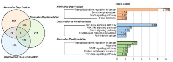 Nutrient deprivation 상황에서는 GLP-1 분비가 매우 감소하게 됨. 반면 nutrient를 재공급하는 Nutrient restimulation 상황에서는 GLP-1 분비가 다시 증가함. 이때 변화하는 신호체계에서 면역/염증반응에 관련된 TGF-β 신호체계에 변화가 있음을 확인함
