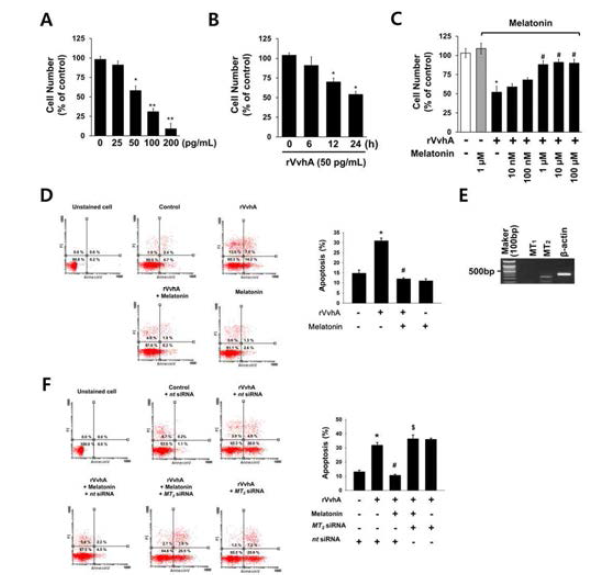 멜라토닌에 의한 VvhA 유도 세포자멸사 억제효과