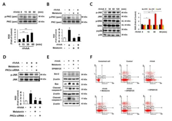 VvhA 유도 PKC, JNK 인산화와 멜라토닌에 의한 조절 기전