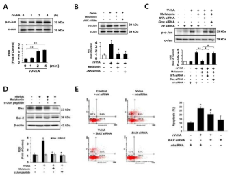 VvhA 유도 c-Jun의 인산화와 멜라토닌에 의한 조절 기전