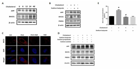 부티르산이 고콜레스테롤 유도 Aβ 생성에 미치는 영향