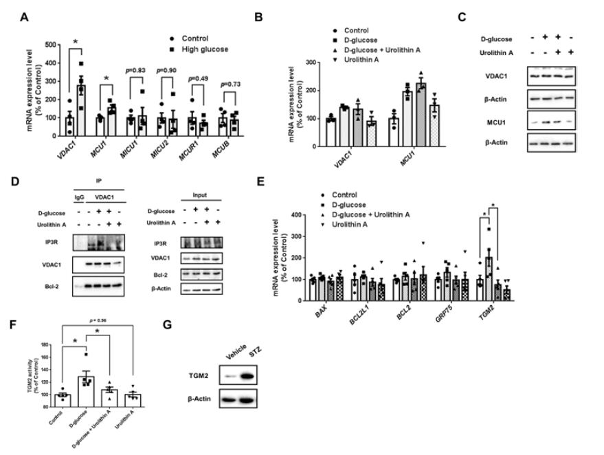 고포도당과 유로리틴A가 IP3R1-VDAC1간 결합, TGM2 발현에 미치는 영향