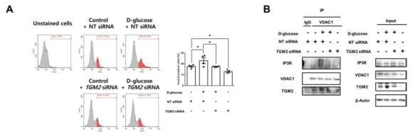 TGM2 발현 억제가 고포도당에 의한 미토콘드리아 내 칼슘과 IP3R1-VDAC1 결합에 미치는 영향