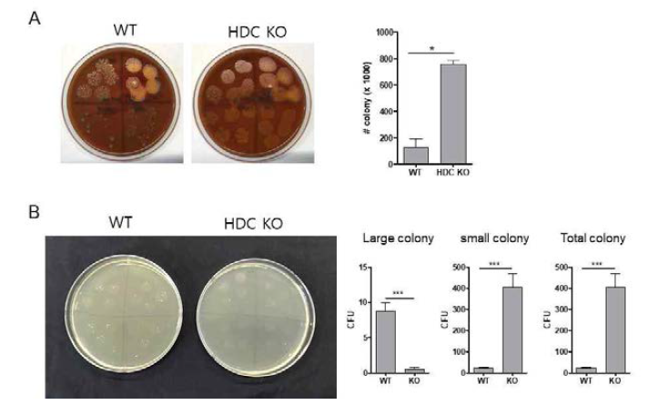 WT과 HDC KO stomach에 존재하는 세균수 확인