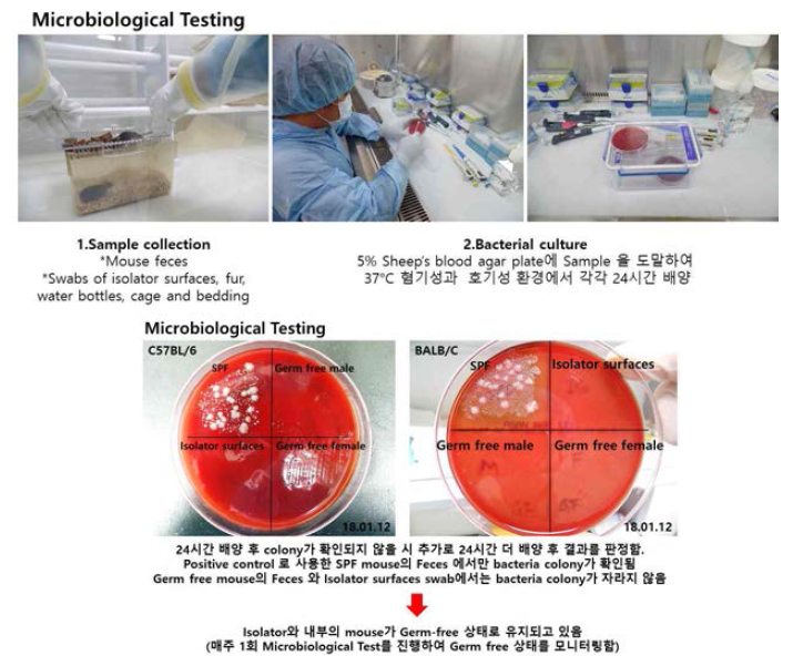 마우스 기반의 미생물 배양 프로토콜 확보 및 검증