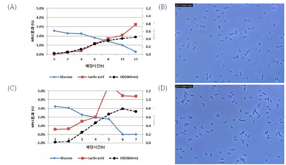 배양 pH에 다른 L. curvatus의 배양성 차이