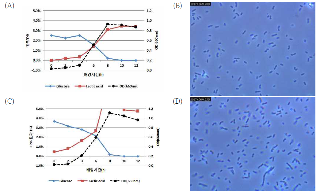 배양 pH에 다른 L. pentosus의 배양성 차이