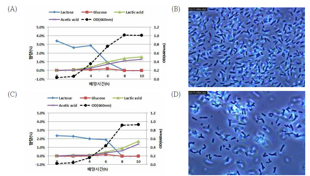 CO2 공급에 다른 B. lactis의 배양성 차이