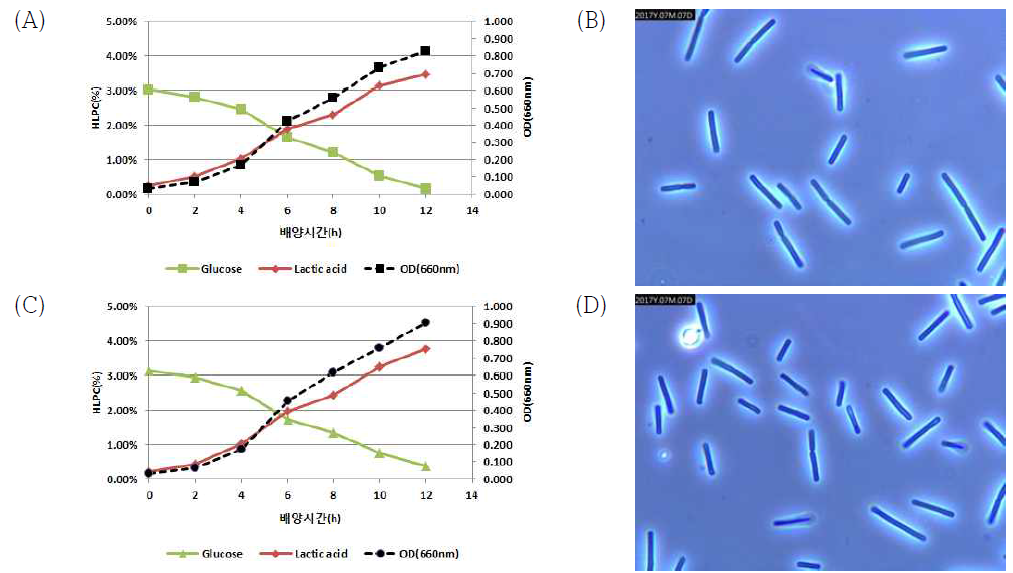 질소원 함량에 따른 L. helveticus의 배양성 차이