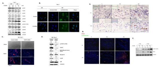 플라즈마의 근육세포 분화 증가와 STAT3신호와 연관성 검증