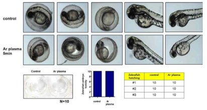 제브라피쉬를 이용한 플라즈마의 발생독성 시험