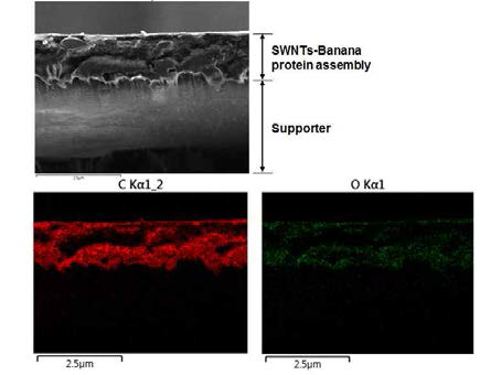 바나나-탄소나노튜브 멤브레인 단면 SEM 및 EDX 이미지