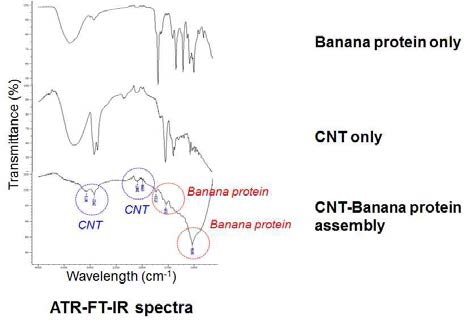 바나나 단백질, 탄소나노튜브, 그리고 바나나-탄소나노튜브 멤브레인 FT-IR 분석