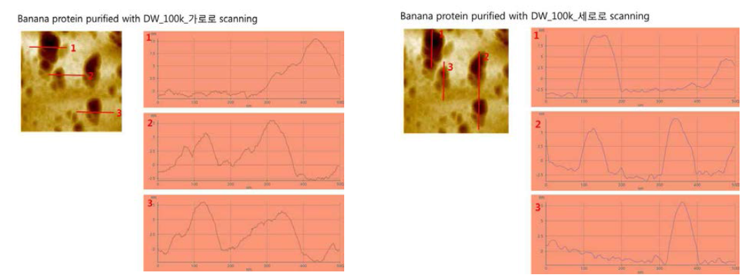 바나나 단백질 추출물 AFM 분석