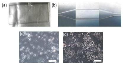 세포무독성 항균성을 가진 고분자적층막이 도입된 미세유체소자에서의 박테리아세포와 인간신장 세포의 배양결과. (a) 미세유체소자의 전체도, (b) 미세유체채널 사진, (c) 박테리아세포(대장균)들이 은나노 입자처리 된 미세유체채널 내에서 거의 사멸한 사진, (d) 인간신장세포가 은나노 입자처리 된 미세유체내에서 건강히 증식된 사진