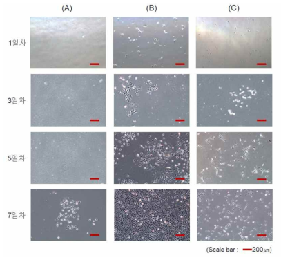 나노캡슐형 CyD 고분자 다층박막 코팅으로 생체적합성을 향상시킨 표면에서의 HEK293 세포 성장 이미지. (A. 다층박막을 형성하지 않은 샘플, B. 양이온성CyD고분자를 최외곽 면으로 한 코팅막 샘플, C. 음이온성고분자를 최외곽 면으로 한 코팅막 샘플)