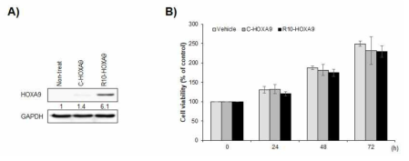 정상 폐 세포주 MRC5에 세포투과 HOXA9 융합단백질 도입 및 세포생존력 확인. A) MRC5 세포에 세포투과 HOXA9 융합단백질 도입 여부 확인, B) 세포투과 HOXA9 융합단백질이 세포생존력에 영향을 미치는가를 MTT로 확인