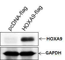 비소세포폐암 세포주에서 HOXA9-flag 발현
