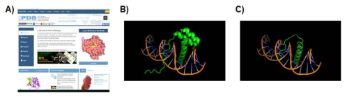 HOXA9 단백질의 중요한 domain 확인 및 중요부위 선정. A) PDB website, B) HOXA9과 DNA가 결합할 것으로 예측되는 구조, C) HOXA9 단백질 중 DNA와 결합에 있어 중요한 domain 선정