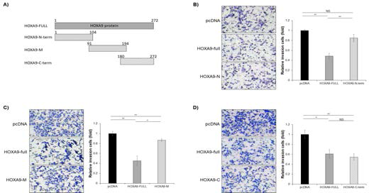 A549 세포에서 HOXA9 단백질에서 폐암 전이에 중요한 motif를 찾기 위한 invasion assay