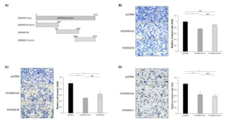 NCI-H1299 세포에서 HOXA9 단백질에서 폐암 전이에 중요한 motif를 찾기 위한 invasion assay