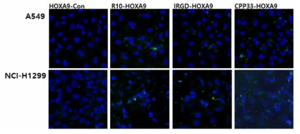비소세포폐암에서 세포투과 HOXA9 융합 펩타이드의 세포 내 투과 확인