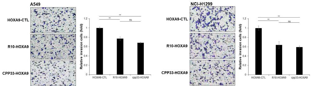 세포투과 HOXA9 융합 펩타이드가 비소세포폐암 세포의 invasion을 억제함을 확인