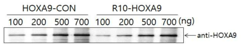 IMAC 방법으로 정제된 HOAX 9 융합단백질의 immmunoblot