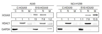세포투과 HOAX 9 융합단백질이 세포 내 핵에 도입되는 것을 확인 (C; 세포질, N; 핵, M; 세포막)