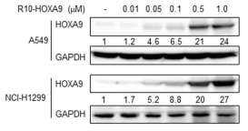 세포투과 HOXA9 융합단백질 농도에 따른 세포투과 증가