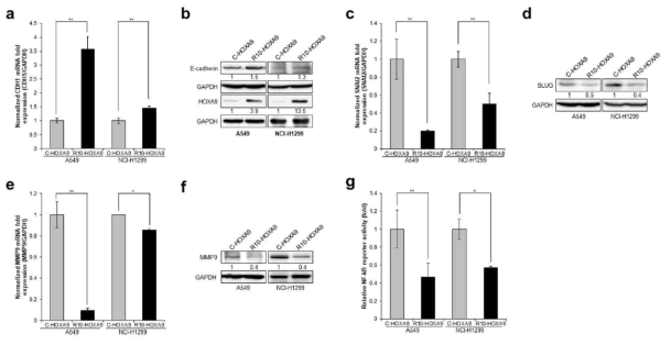 세포투과 HOXA9 융합단백질의 세포 내 투과로 비소세포폐암 세포주의 전이 억제 관련 분자적기전 확인. a) qRT-PCR에 의한 CDH1 발현확인, b) immunoblotting을 이용한 E-cadherin 발현 확인, c) qRT-PCR에 의한 SNAI2 발현확인, d) immunoblotting을 이용한 SLUG 발현확인, e) qRT-PCR에 MMP9 발현확인, f) immunoblotting을 이용한 MMP9 발현확인