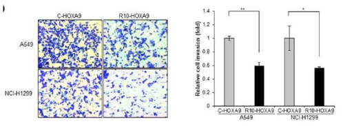 비소세포폐암 세포주에서 세포투과 HOXA9 융합단백질이 invasion을 억제