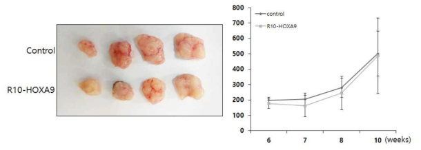 세포투과 HOXA9 융합단백질의 암세포 성장을 억제하지 않음