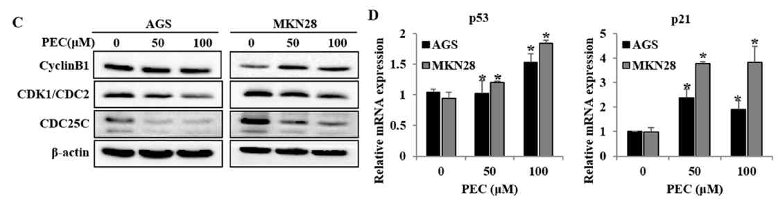 AGS and MKN28 cells were treated with indicated concentrations of PEC for 24 h. (C) Effect of PEC on cell cycle-related proteins (cyclin B1, CDK1, and CDC25C) expression level in AGS and MKN28 cells. (D) qRT-PCR results show a significant difference in p53 and p21 mRNA levels in both AGS and MKN28 cells. The Bar indicates RNA expression normalized to β-actin