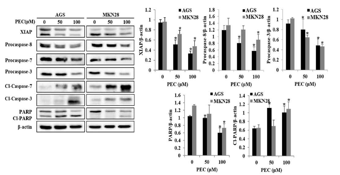 Effects of PEC concentration on the expression levels of XIAP, caspase-3/7 activation, and cleavage of PARP in AGS and MKN28 cells. AGS and MKN28 cells were treated with indicated concentrations of PEC for 24 h. The cell lysates were subjected to SDS-PAGE and analyzed by immune blotting