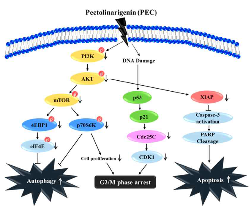 PEC induced G2/M phase arrest, autophagy, and apoptosis by down-regulation of PI3K/AKT/mTOR pathway, leading to the down-regulation of p-4E-BP1, p-p70S6K, and p-eIF4E. Altogether, PEC treatment has potential as a chemotherapeutic for the treatment of human gastric carcinoma