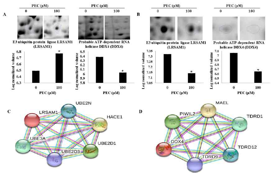 Megascopic pictures and relative volume intensity of differential expressed proteins spots identified in pectolinarigenin-treated (A) AGS and (B) MKN28 cells. Gels were scanned and image analysis was performed using Progenesis Samespots software. The spots differing significantly in their intensities (fold-change ≥ 1.5) in pectolinarigenin-treated AGS and MKN28 cells, correlated with untreated control cells. The protein (C) LRSAM1 and (D) DDX4 are interacted with other proteins in STRING database (high confidence level: 0.700, developed five signaling modules)