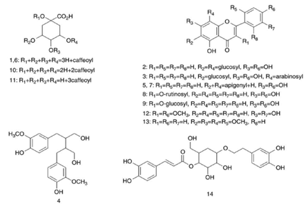 Structure of the polyphenols in Artemisia argyi