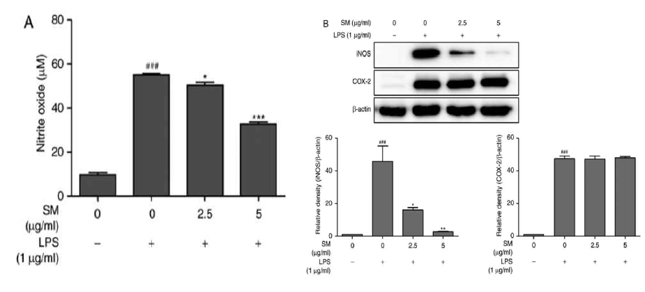 Effects of SM polyphenols on LPS - induced nitrite oxide production and protein expression of iNOS, COX-2 in RAW 264.7 cells. Cells were pretreated and stimulated with LPS for 1 h, and then treated with the indicated concentration of SM polyphenols for 24 h