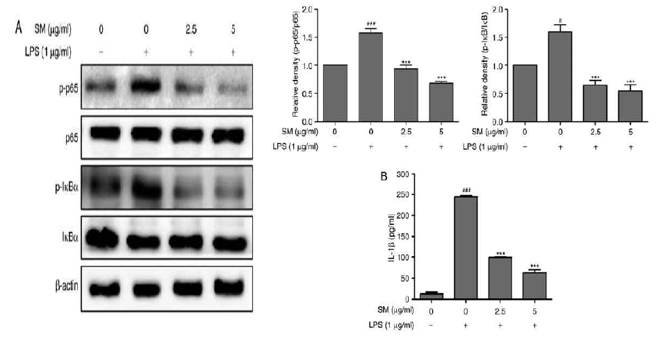 Effects of SM polyphenols on the activation of NF-κB and expression of IL-1β in LPS- stimulated RAW 264.7 cells. (A) Cells were pretreated with LPS for 1 h, and then incubated with the indicated concentrations of SM polyphenols for 3 h. The activation of NF- κB was investigated by western blot assay