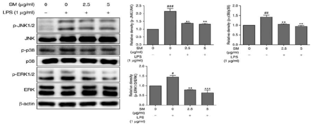 Effects of SM polyphenols on the phosphorylation of MAPKs in LPS-stimulated RAW 264.7 cells. Cells were pretreated with LPS for 1 h, and then incubated with the indicated concentrations of SM polyphenols for 3 h. The protein expression levels of MAPKs (JNK1/2, p38 and ERK1/2) were measured by western blotting